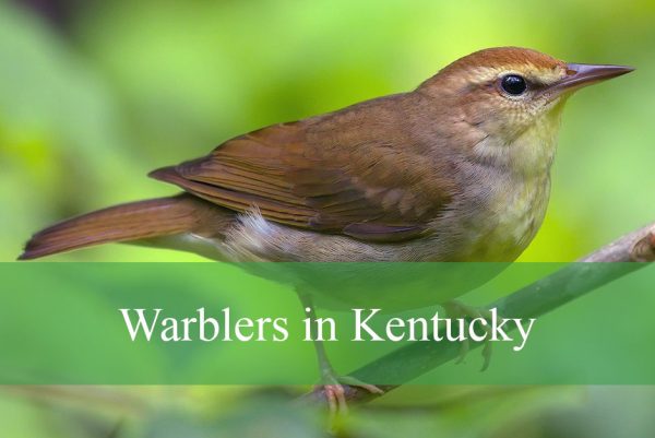 Warblers in Kentucky