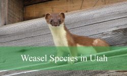 2 Types of Weasels in Utah (With Pictures and Identification)