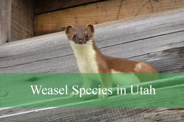 Weasel Species in Utah