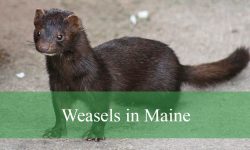 3 Types of Weasels in Maine (With Pictures and Identification)
