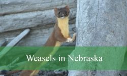 2 Types of Weasels in Nebraska (With Pictures and Identification)