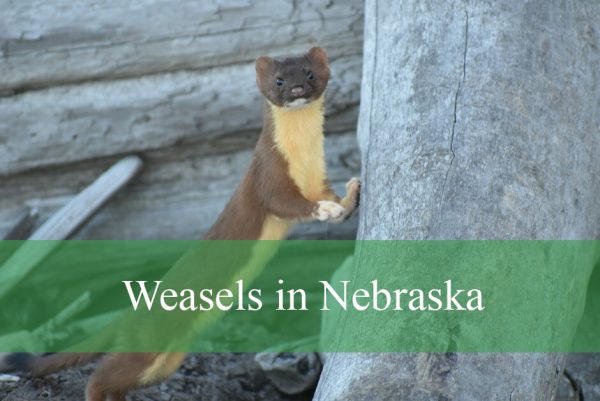 Weasels in Nebraska
