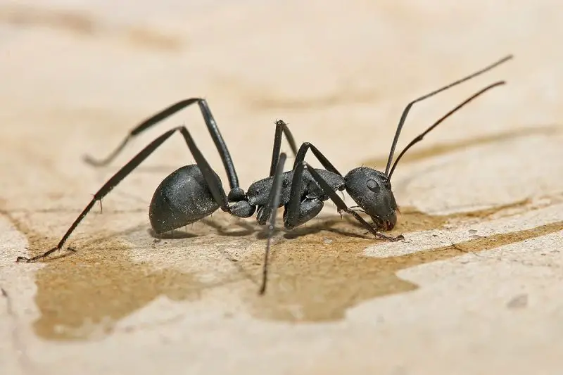 Types of Ants in California