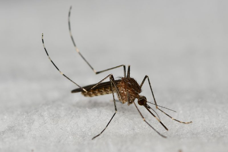 Mosquitoes in Arizona