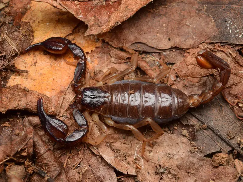 Scorpions in Oregon