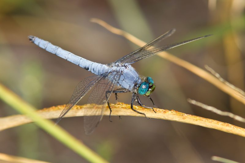 Dragonflies in Colorado