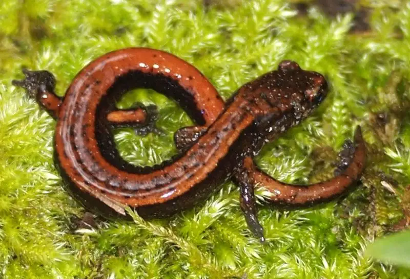 Salamanders in Washington