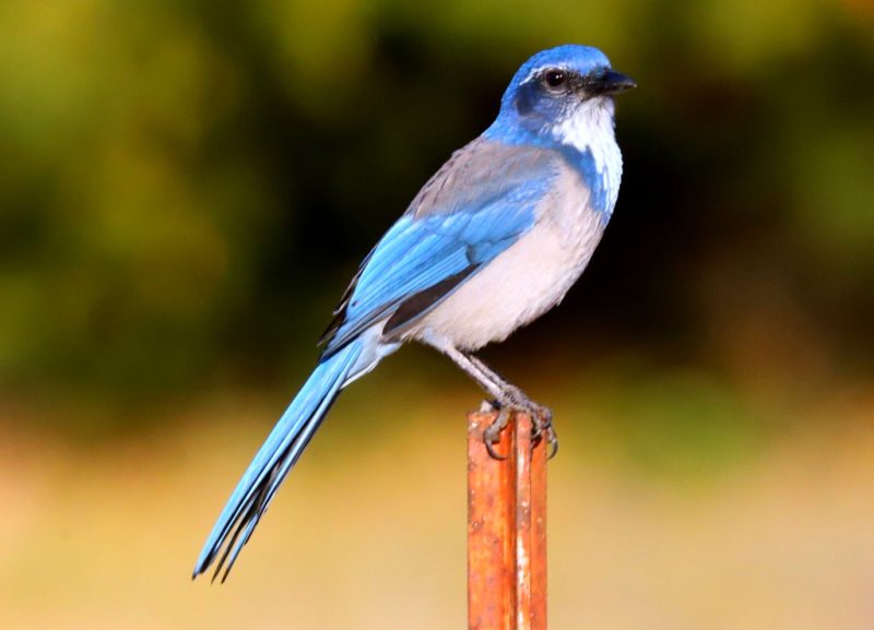 Jays in Arizona