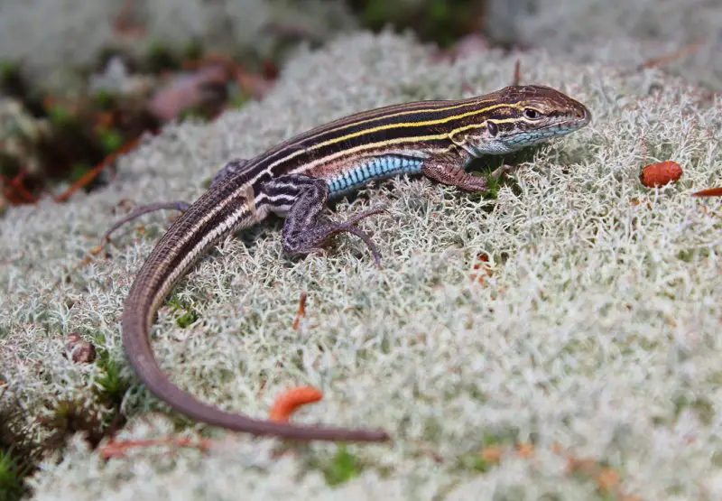 Lizards in Oklahoma