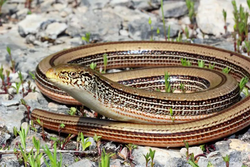Lizards in Oklahoma