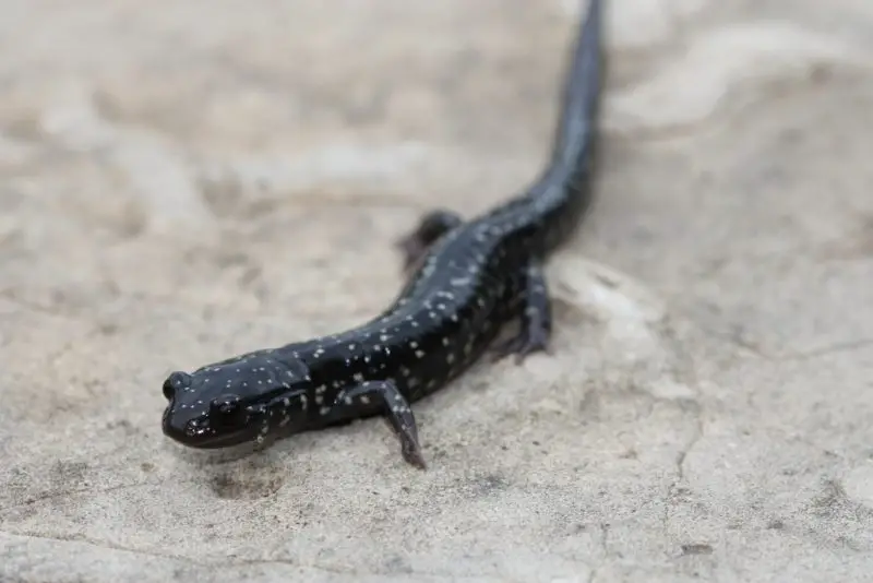 Salamanders in Washington