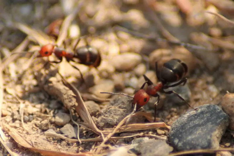 Types of Ants in California