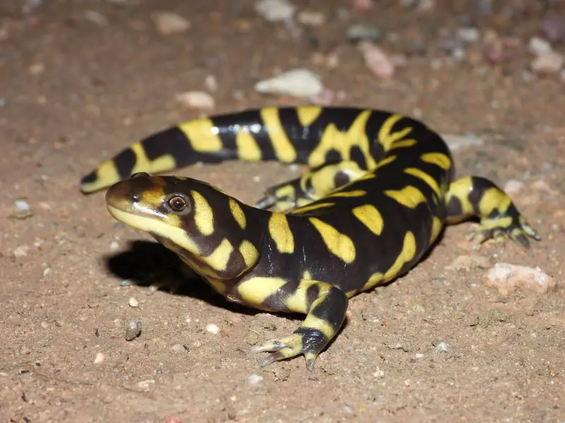 Salamanders in Colorado