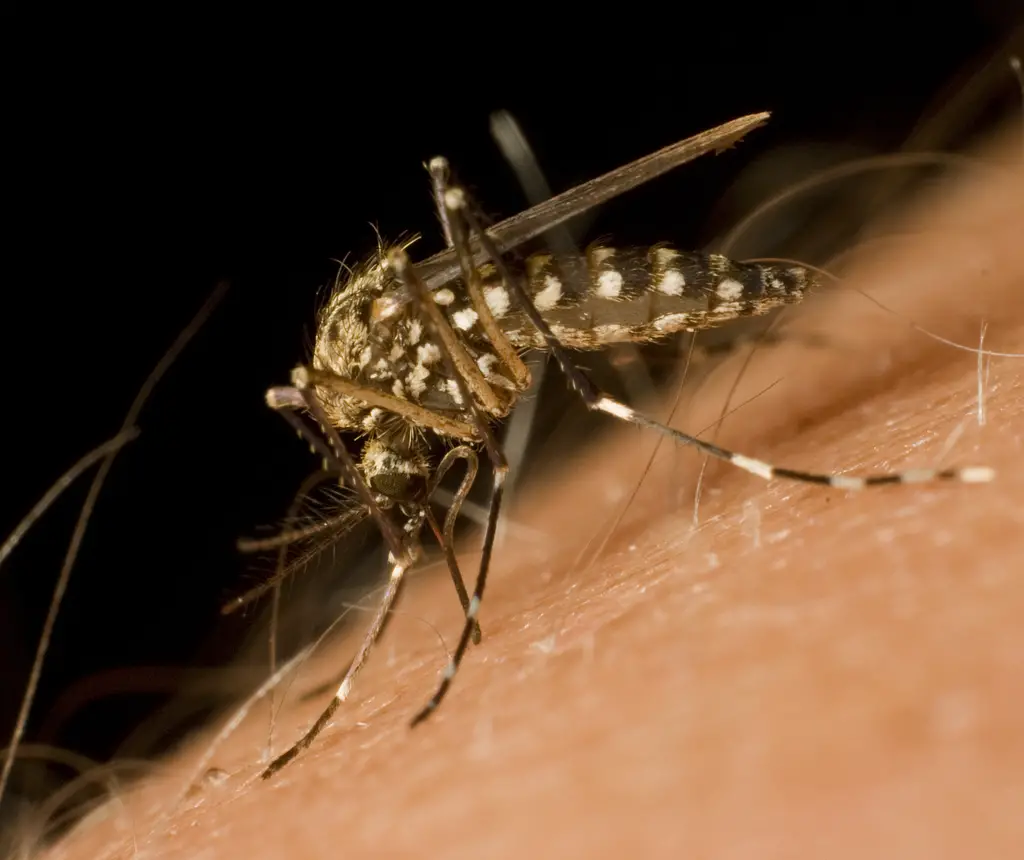 Mosquitoes in Arizona