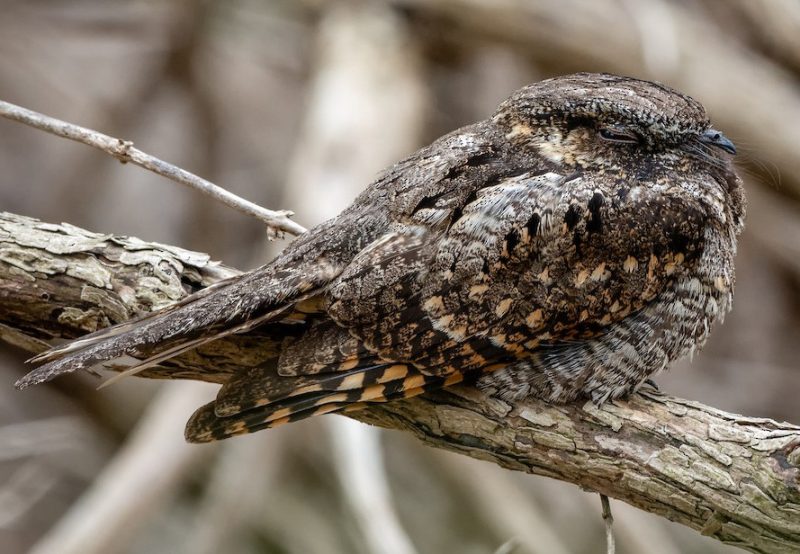 Birds That Sing at Night in California