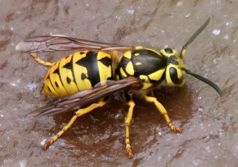 Dangerous Stinging Insects in Washington State