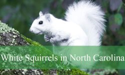 Discovering the Enigmatic White Squirrels in North Carolina