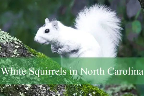 White Squirrels in North Carolina