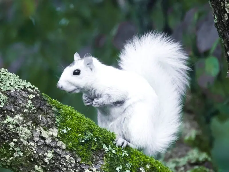 White Squirrels in North Carolina