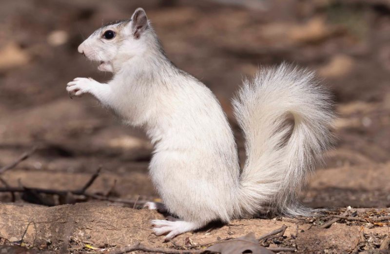 white squirrels in Ohio