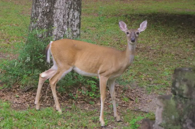 Types of Deer in Wyoming