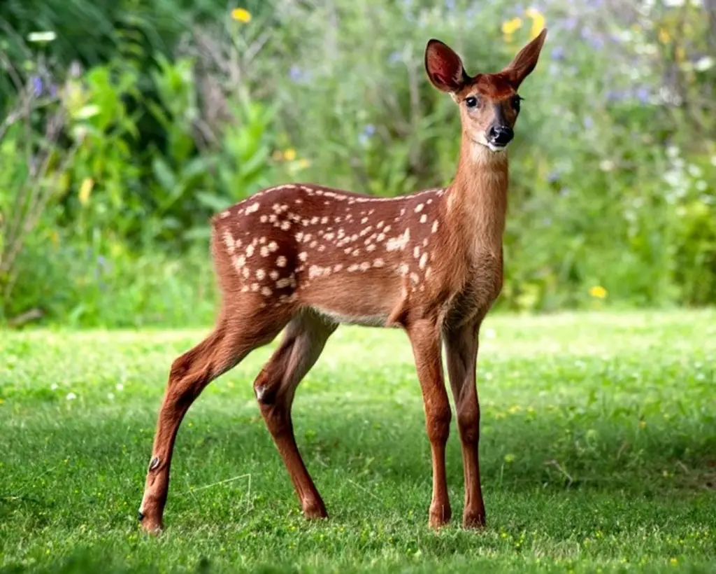 Deer in Tennessee