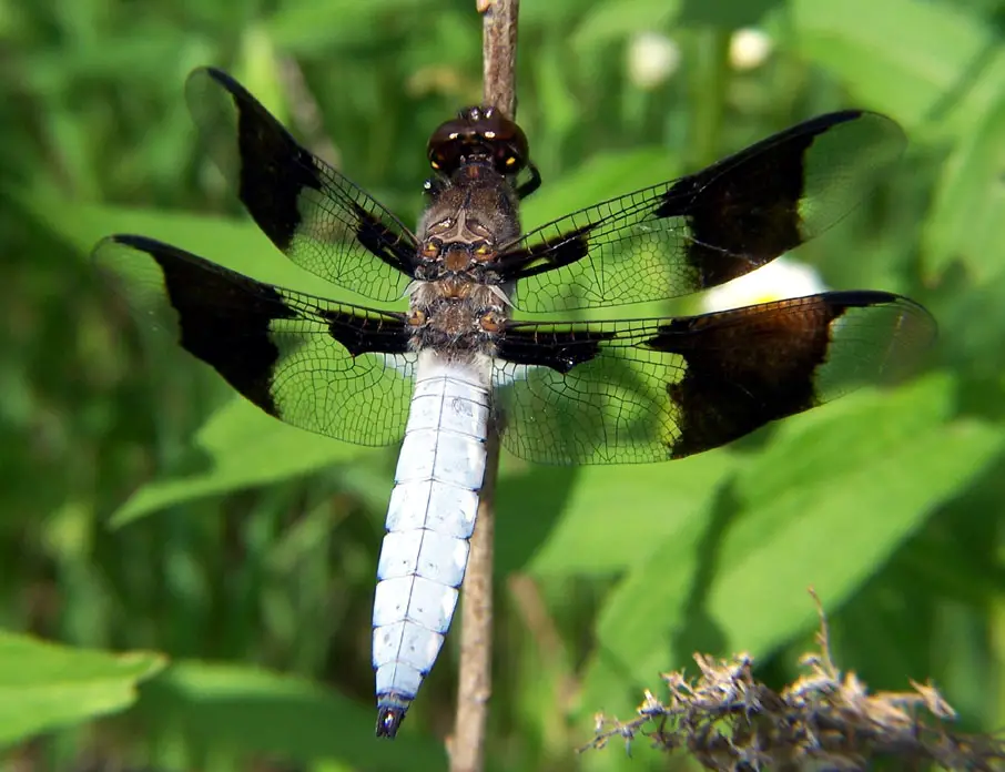 Dragonflies in Colorado