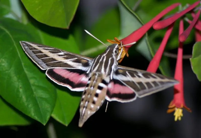 Moths in Colorado