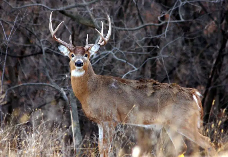 Deer Species in Montana