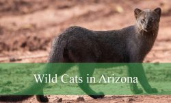 4 Types of Wild Cats in Arizona (With Pictures and Identification)