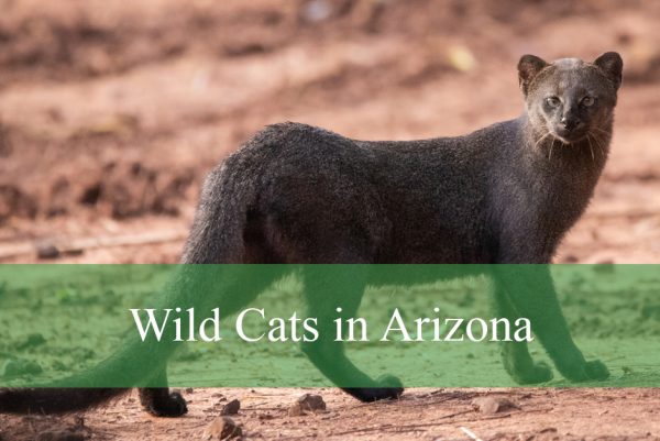 Wild Cats in Arizona