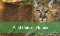 3 Types of Wild Cats in Florida (With Pictures and Identification)