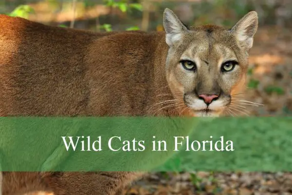 Wild Cats in Florida