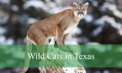 3 Types of Wild Cats in Texas (With Pictures and Identification)