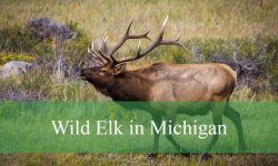 Are There Wild Elk in Michigan? Surprising Facts About Them