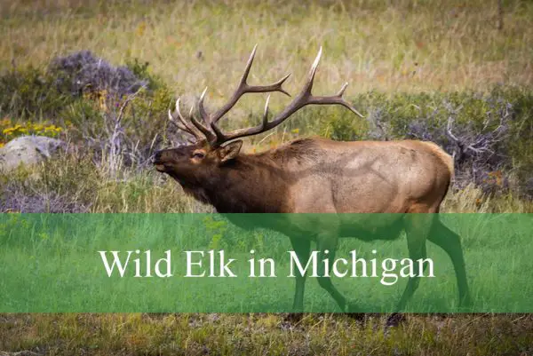 Wild Elk in Michigan