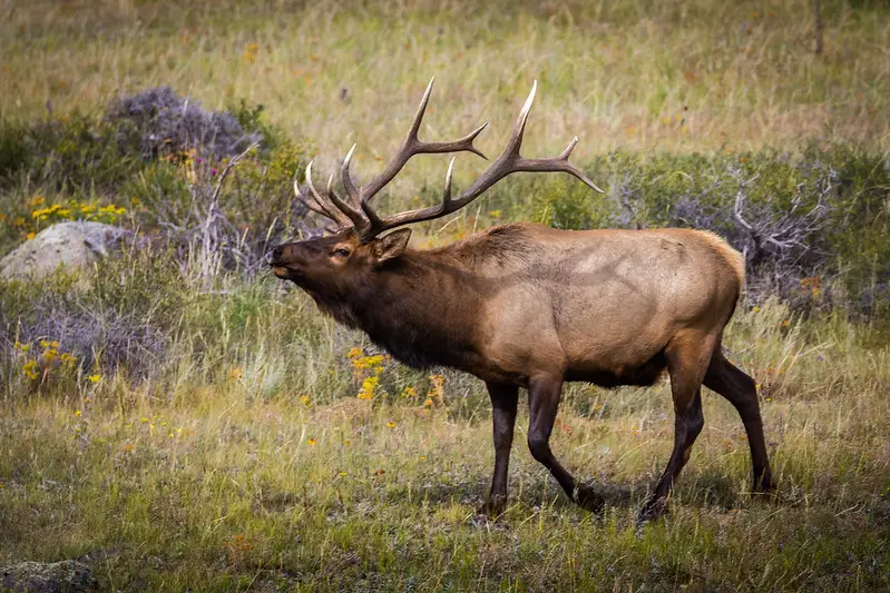 Wild Elk in Michigan