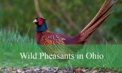 Wild Pheasants in Ohio: Where and When to See Them