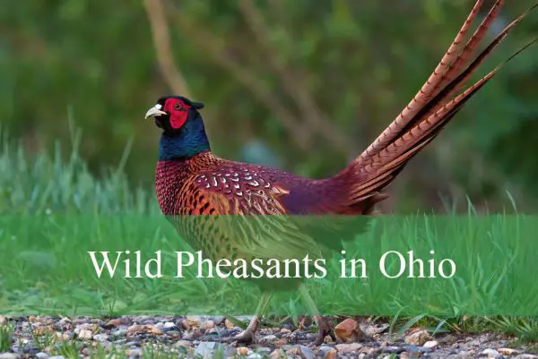 Wild Pheasants in Ohio