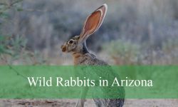 5 Types of Wild Rabbits in Arizona (With Pictures and Identification)