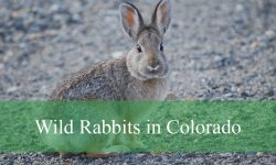 4 Types of Wild Rabbits in Colorado (Pictures and Identification)