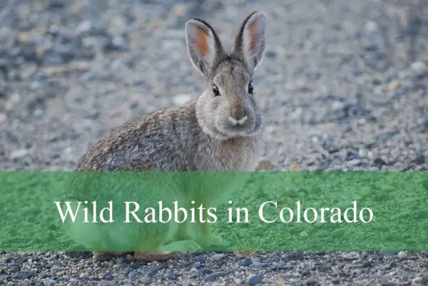 Wild Rabbits in Colorado