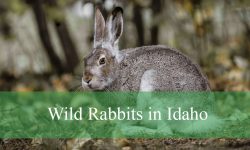 4 Species of Wild Rabbits in Idaho (With Pictures and Identification)