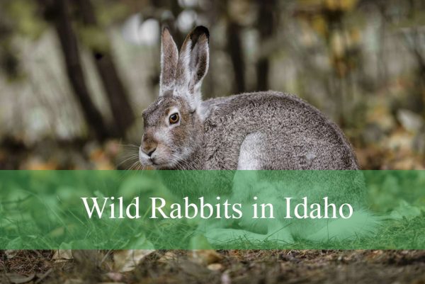 Wild Rabbits in Idaho