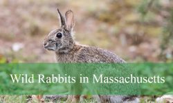 2 Types of Wild Rabbits in Massachusetts (Pictures and ID Guide)