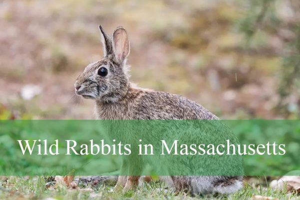 Wild Rabbits in Massachusetts