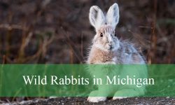 3 Types of Wild Rabbits in Michigan (Pictures and Identification)
