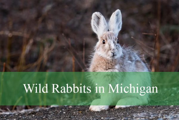Wild Rabbits in Michigan