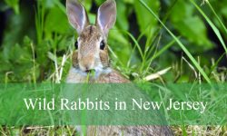 3 Types of Wild Rabbits in New Jersey (Pictures and Identification)