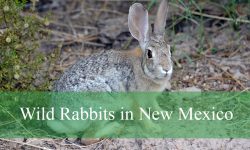 6 Types of Wild Rabbits in New Mexico (Pictures and Identification)